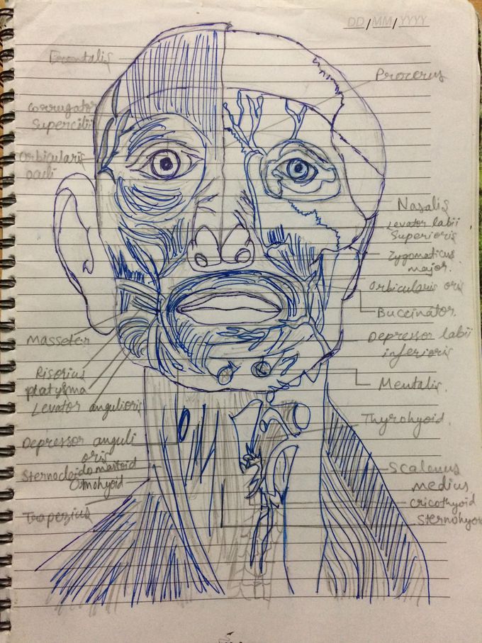 Facial muscles
