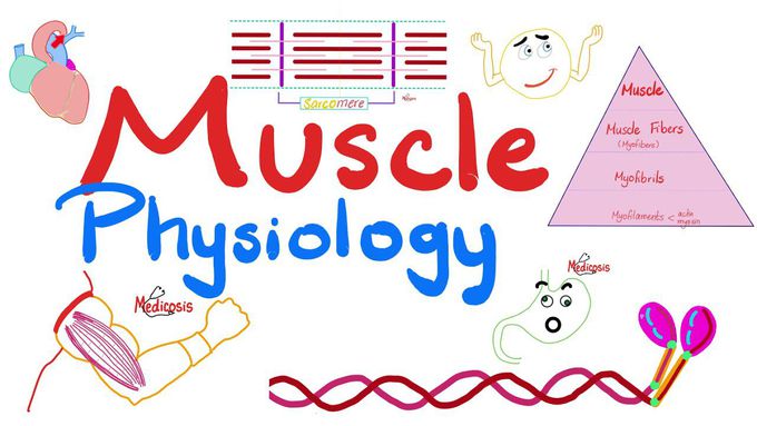 Muscle Structures