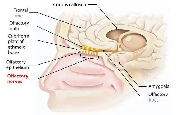 Olfactory nerve - MEDizzy