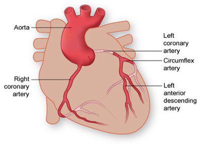 Coronary Arteries