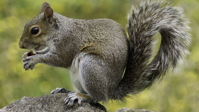 A Man's Love of Squirrel Meat Might Have Given Him a Horrifying, Fatal Brain Disease