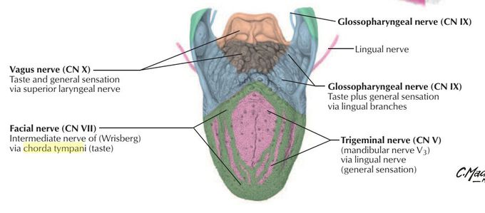 AFFerent innervation of tongue