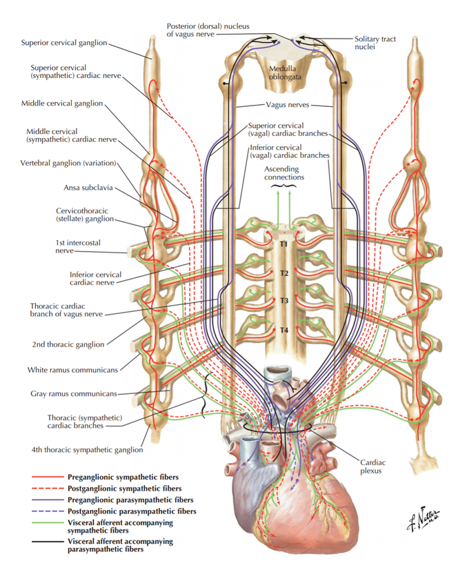 Innervation of the heart
