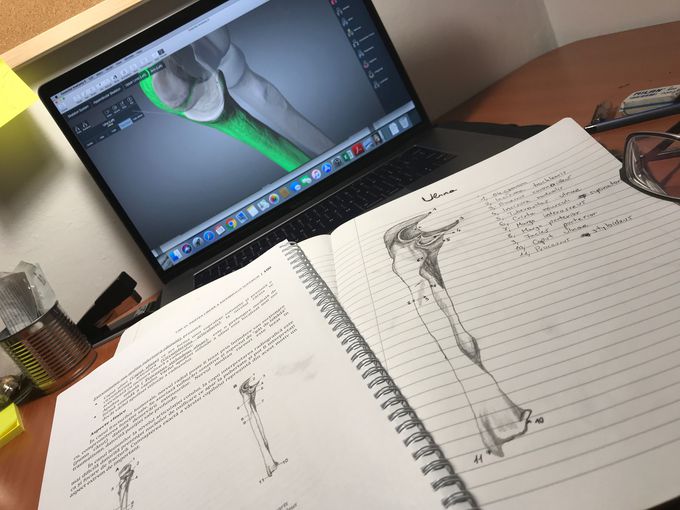 Anatomy, os Ulna