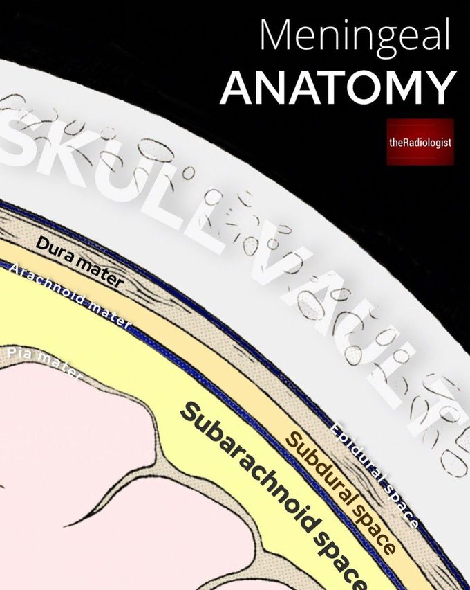 Anatomy Of The Meninges