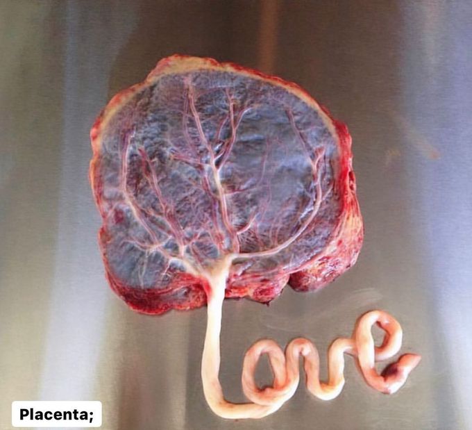 Placenta