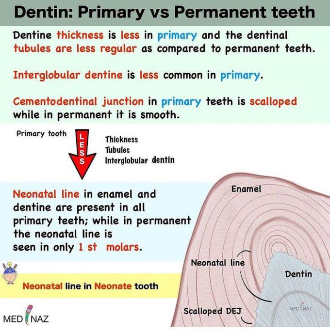Dentin of primary Vs permanent teeth