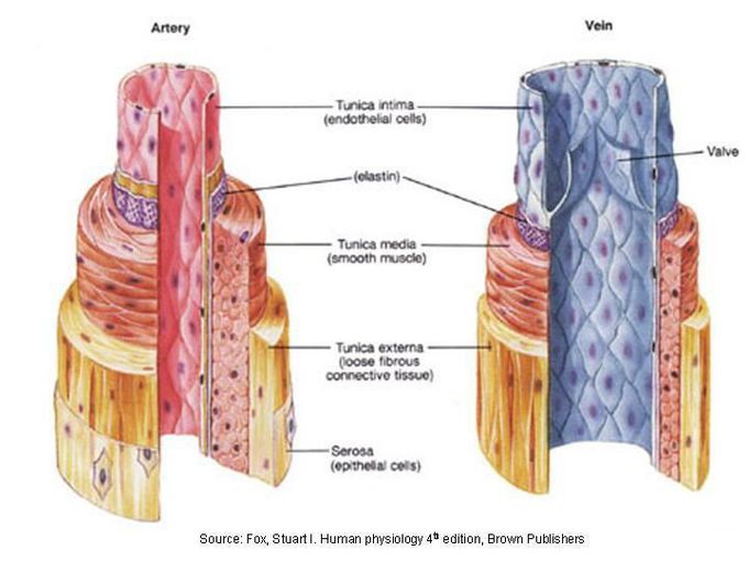 Arteries and veins anatomy