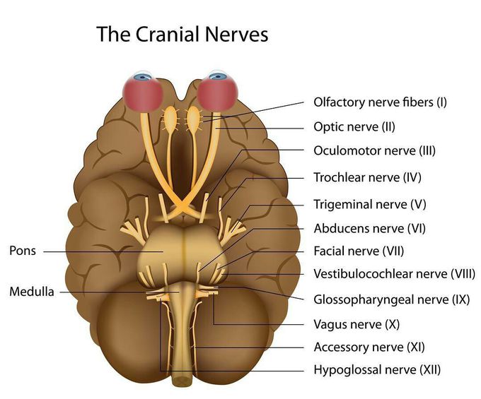 Cranial nerve