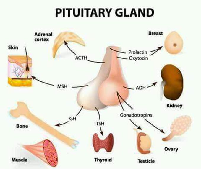 Pituitary gland