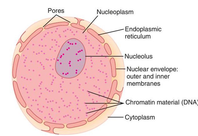 Cell nucleus