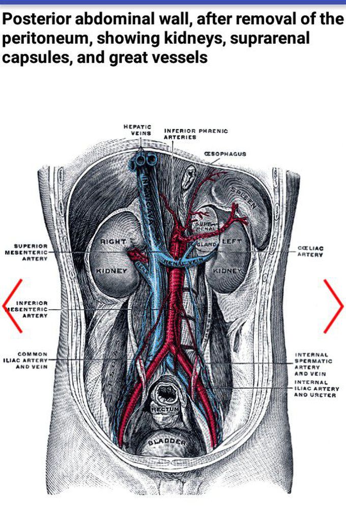 #Kidney