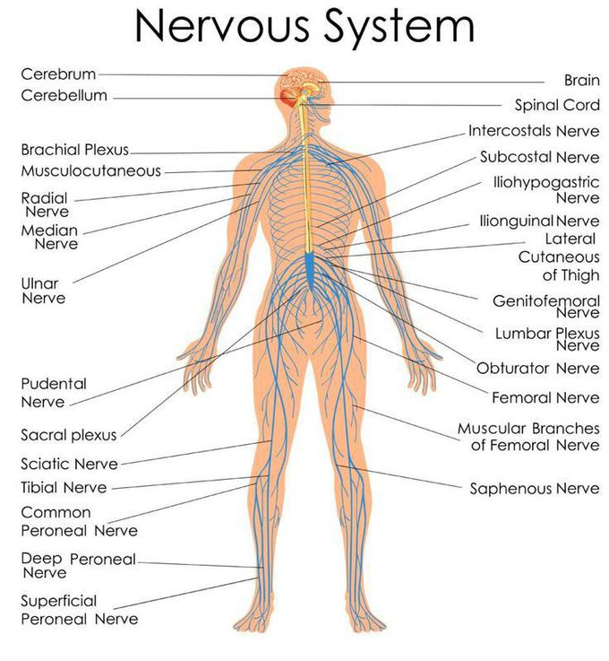 Nervous System....