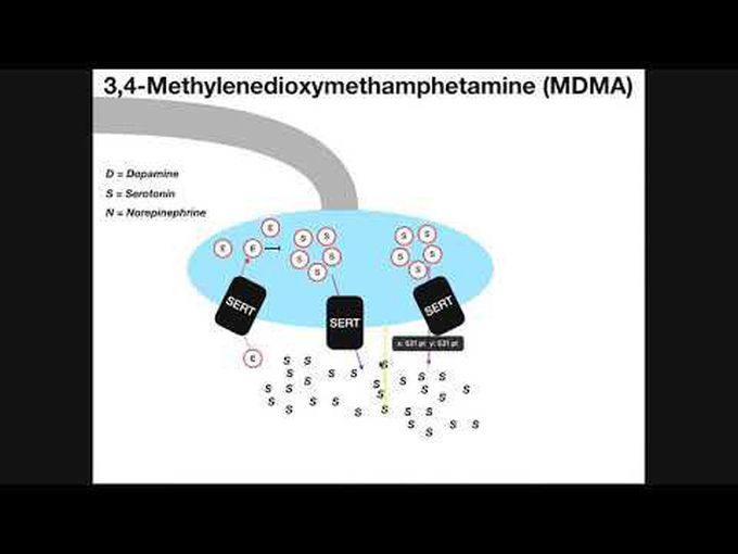 MDMA -mechanism of action and metabolism