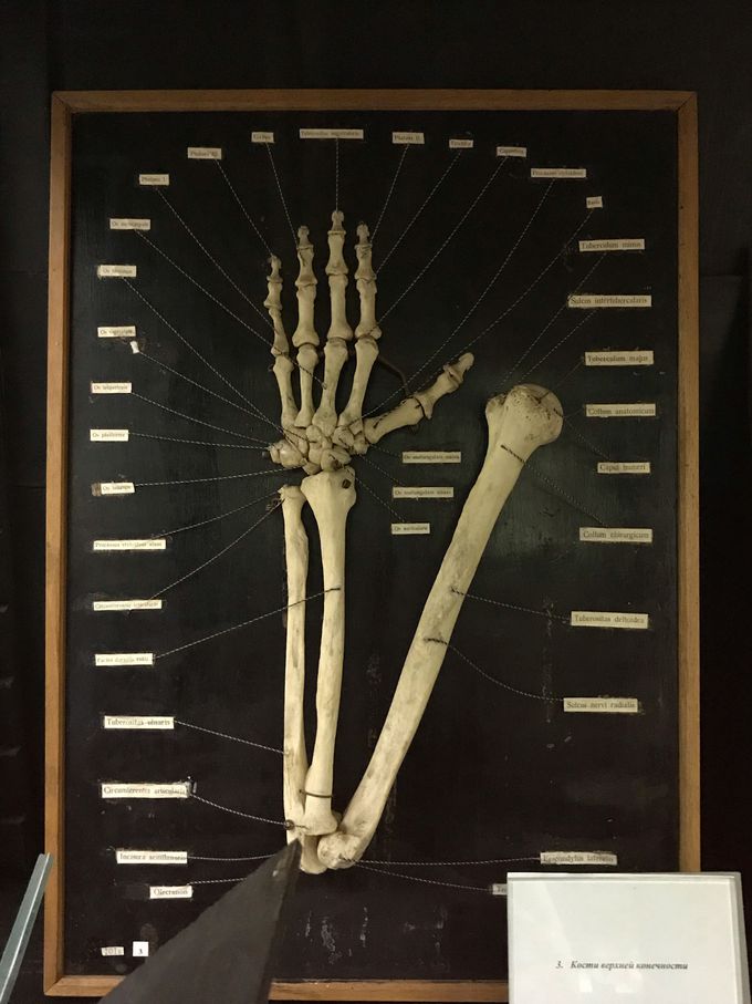 Bones of upper extremity