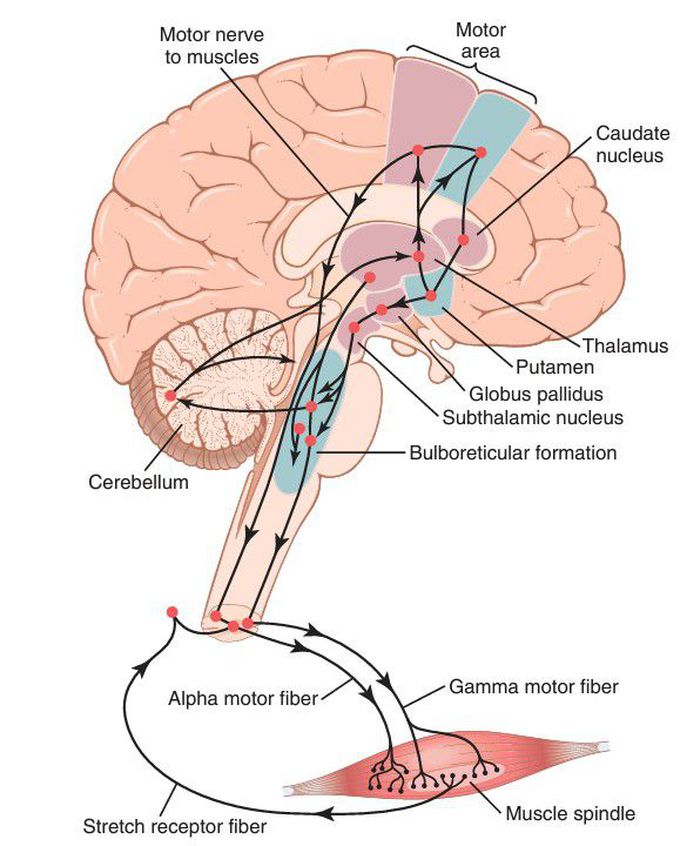 Skeletal motor nerve axis