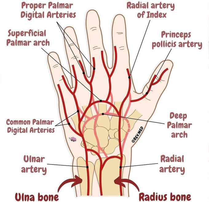 Blood Supply of the Hand