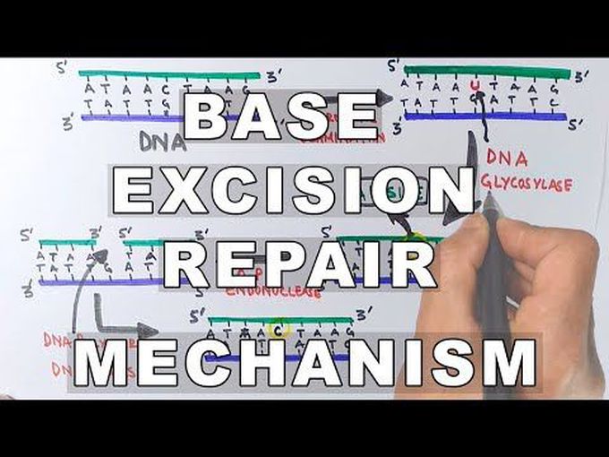DNA Repair-Base Excision Repair