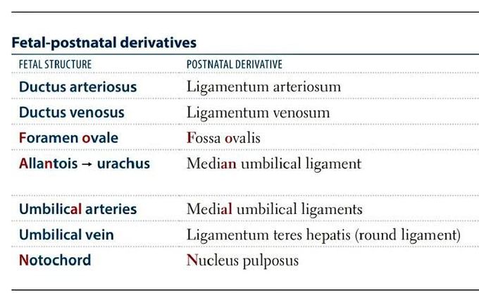 Fetal Postnatal Derivatives