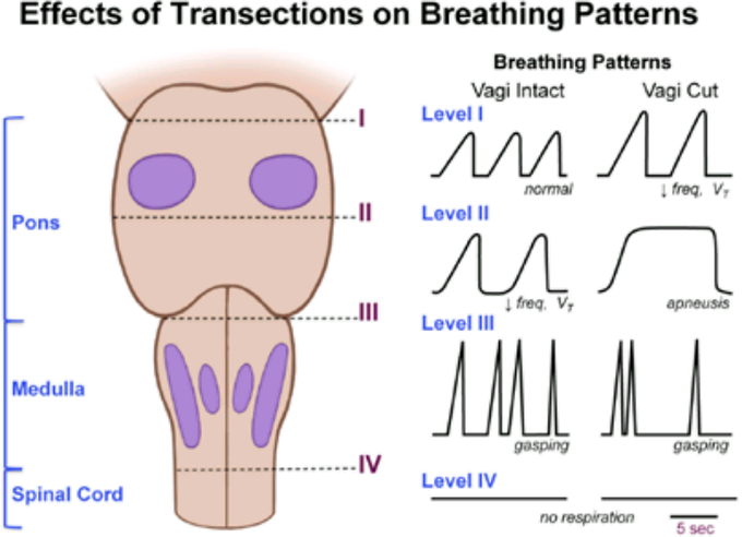 Effects of transection on breathing pattern at various levels