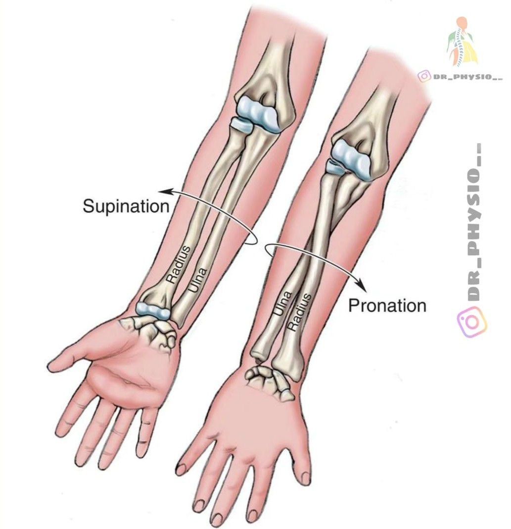 Supination and Pronation - MEDizzy