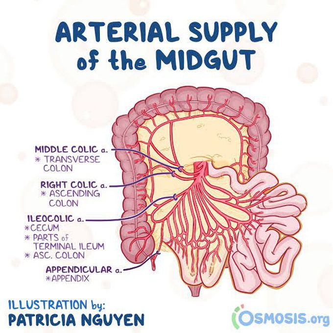 Arterial Supply to the Midgut