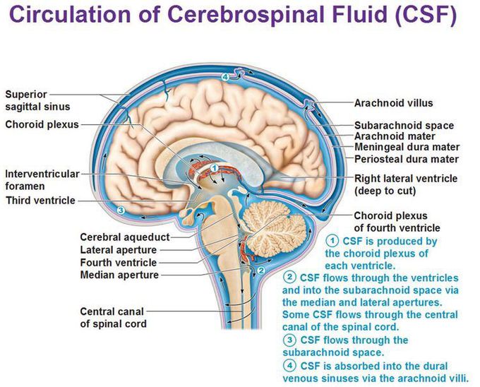 CSF generation and reabsorption.