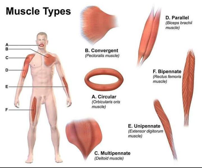 Muscle types