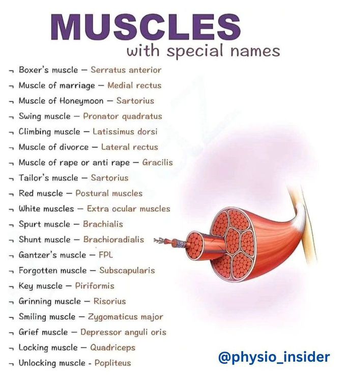 Muscles with Special Names