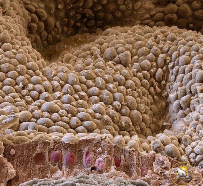 Parotid gland under the microscope