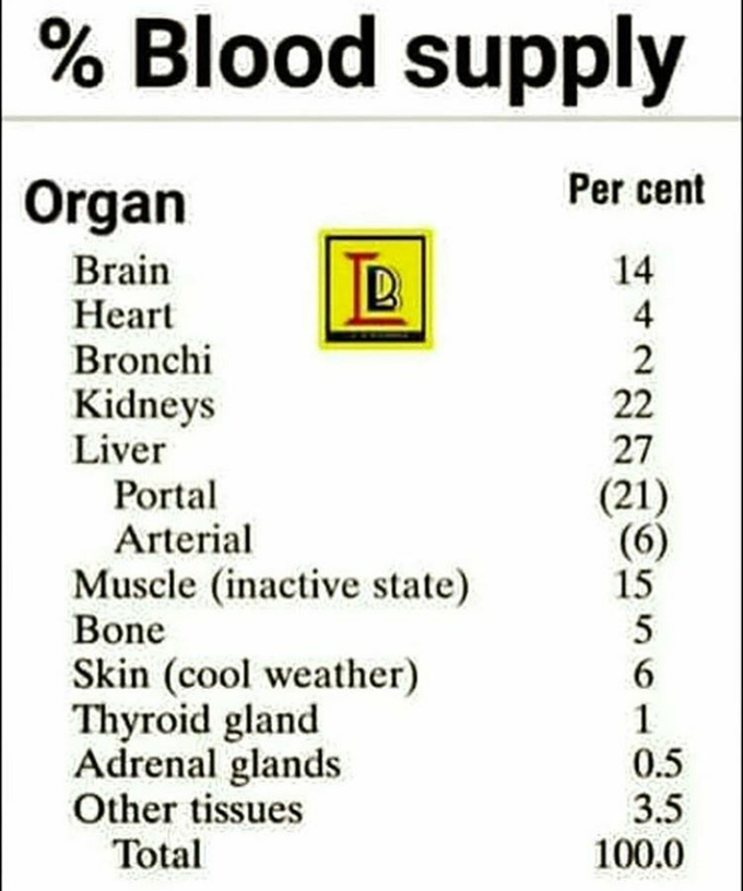 Blood Supply to Organ