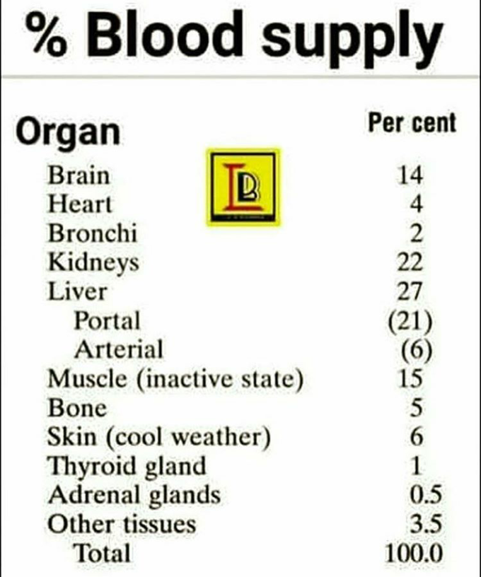 blood-supply-to-organ-medizzy