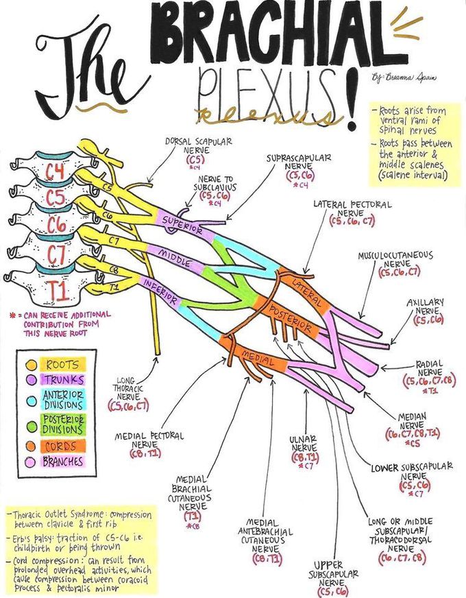 Brachial plexus