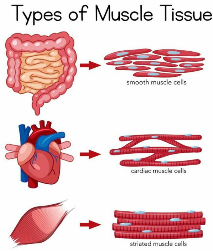 Types of muscle