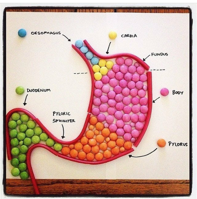 Stomach