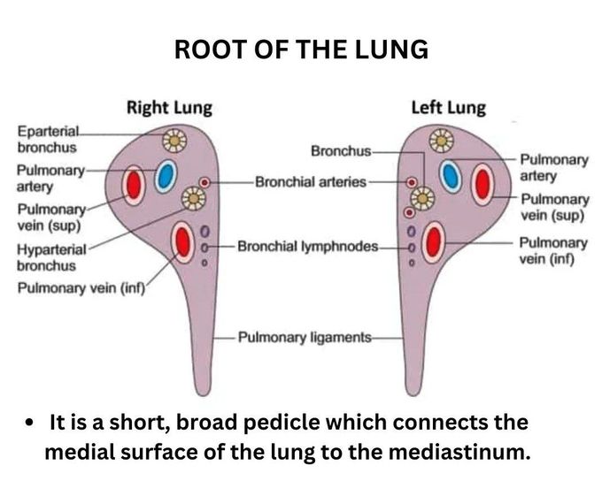 Root of the Lungs