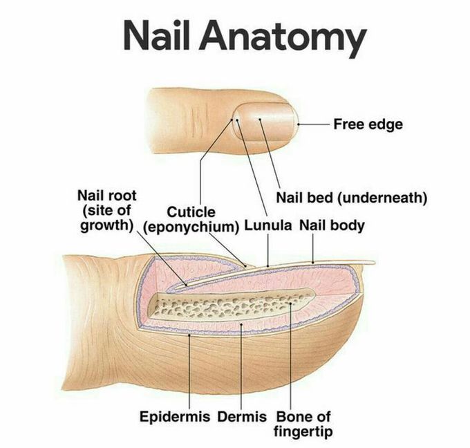 Nail anatomy