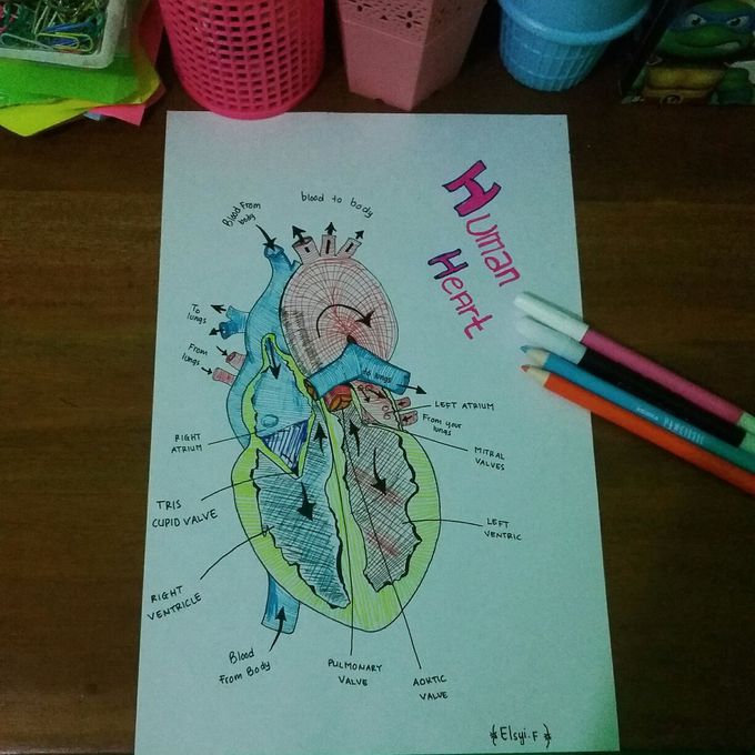 Human heart