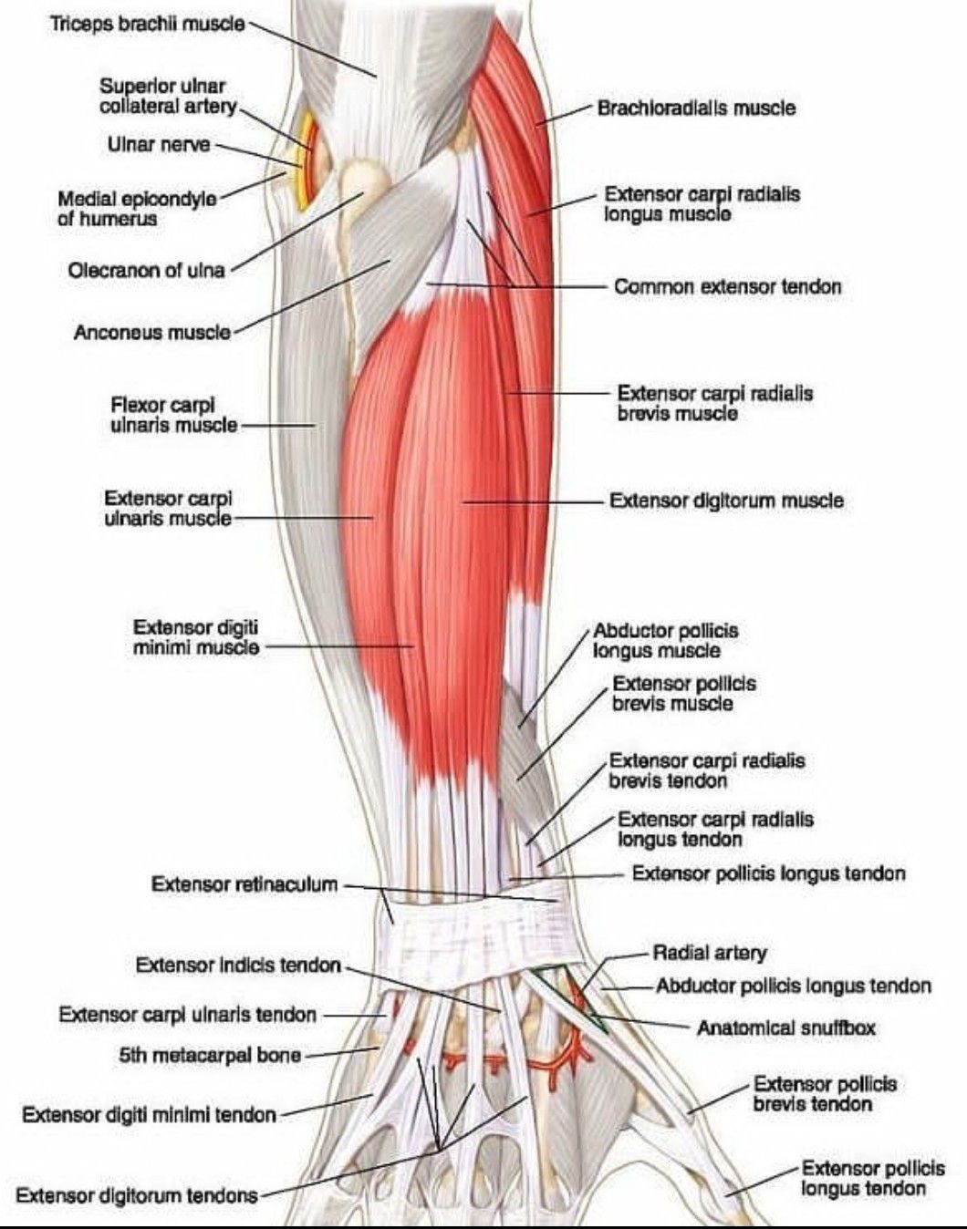 Extensors Of Forearm MEDizzy
