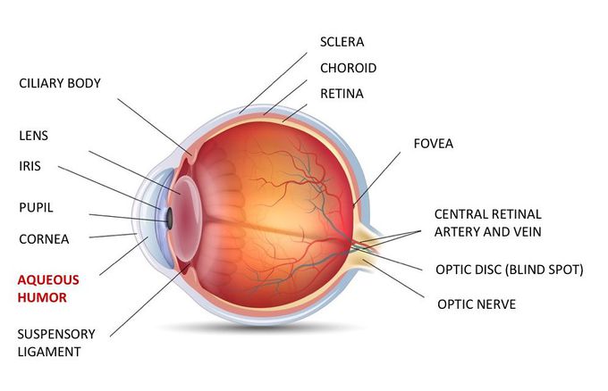 Aqueous humor.