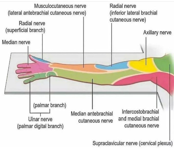 Peripheral Nerves Of The Arm