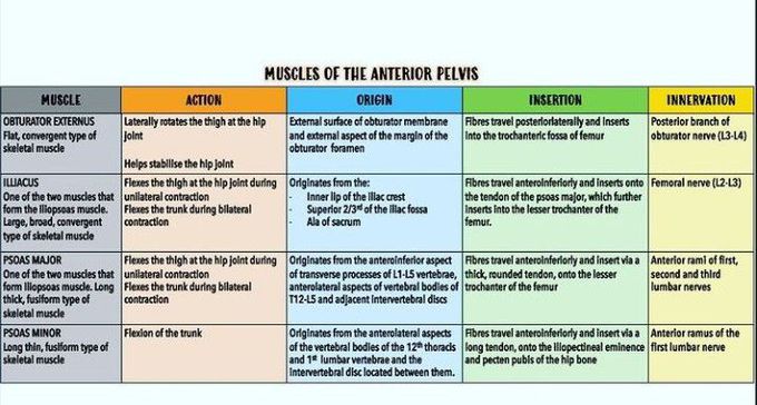 Muscles of anterior pelvis