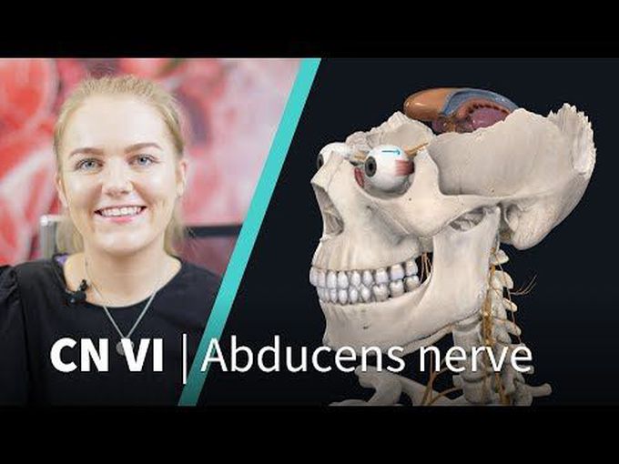 Course and Function of Abducens Nerve