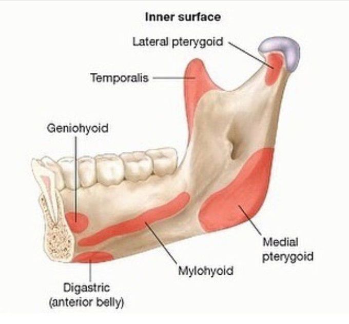 Muscle origins on mandible