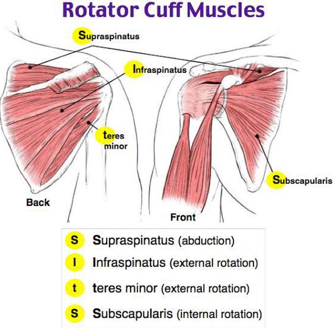 Which one of the rotator cuff muscles innervated by axillary nerve..