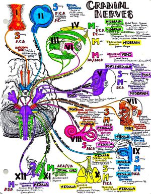 Craneal Nerves - MEDizzy