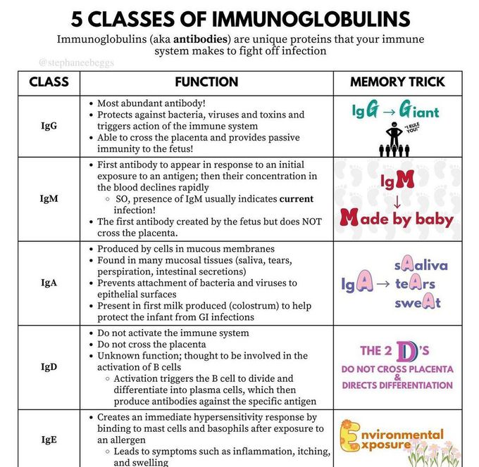 Immunoglobulins