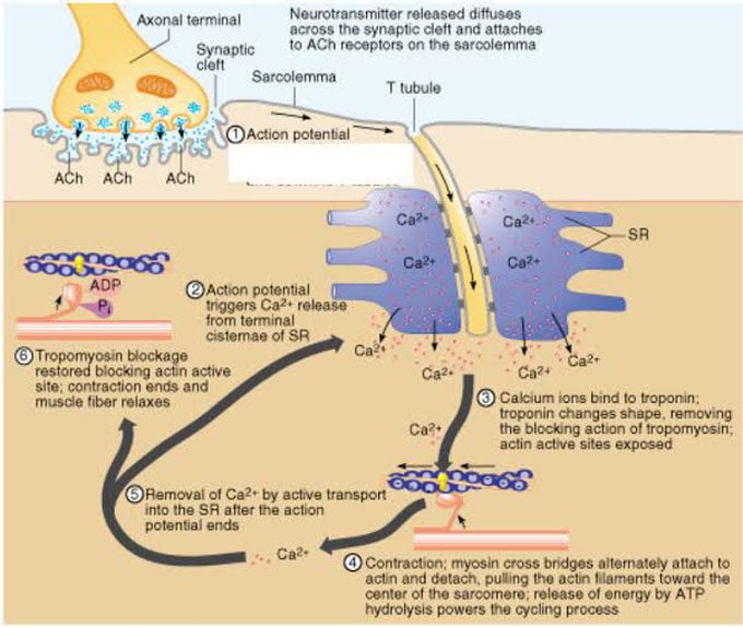 Motoneurons Action potential to muscle contractions