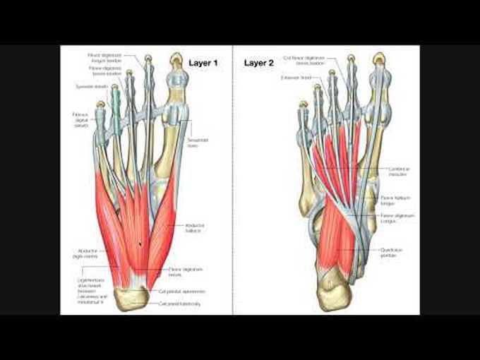 Plantar foot muscles layer 1 and 2