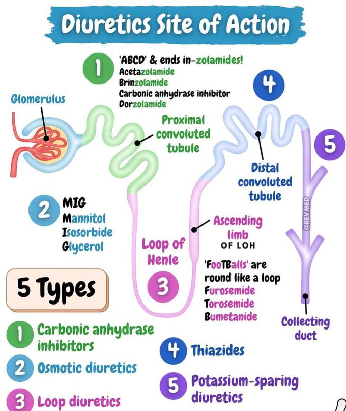 Diuretics Site of Action II